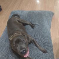 Anderson Hills Animal Care: Mohlman Kathleen E DVM ico