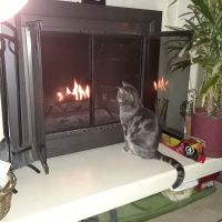 Cincinnati Veterinary Surgical & Wellness Center ico
