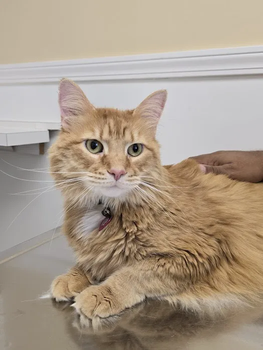 Cherry Grove Animal Hospital 12