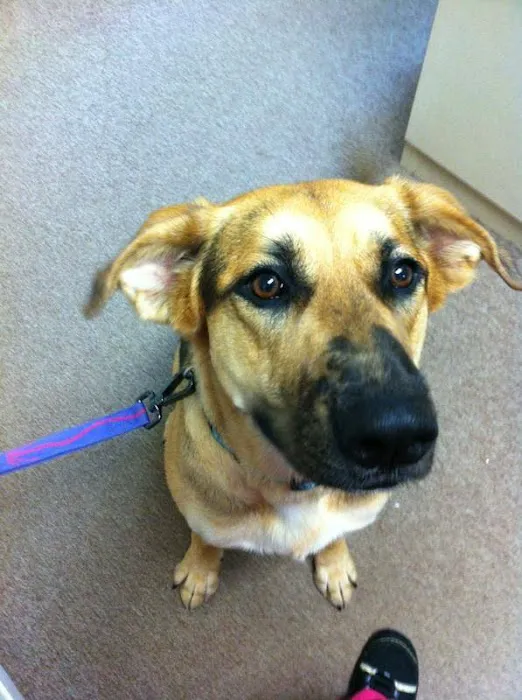 Cherry Grove Animal Hospital 12