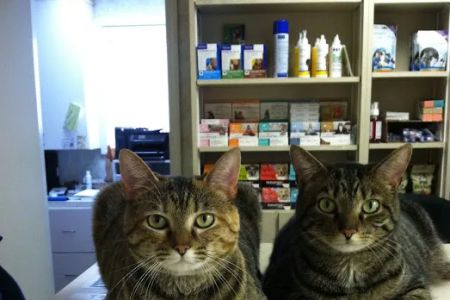 Cherry Grove Animal Hospital