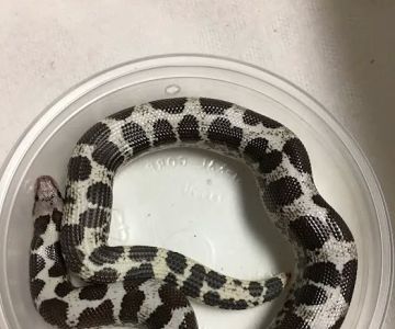 JTK Reptiles