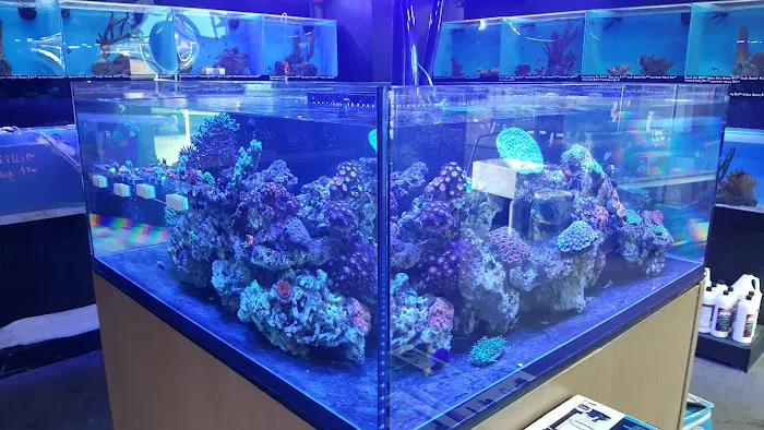 Age of Aquariums 4
