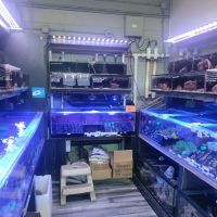 Age of Aquariums ico