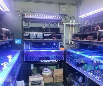 Age of Aquariums
