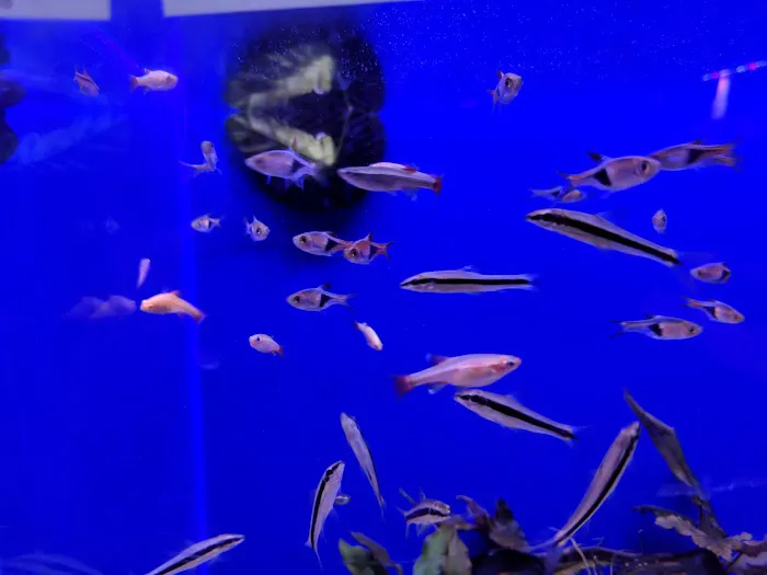 Age of Aquariums 9