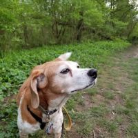 Paw Print Animal Hospital ico