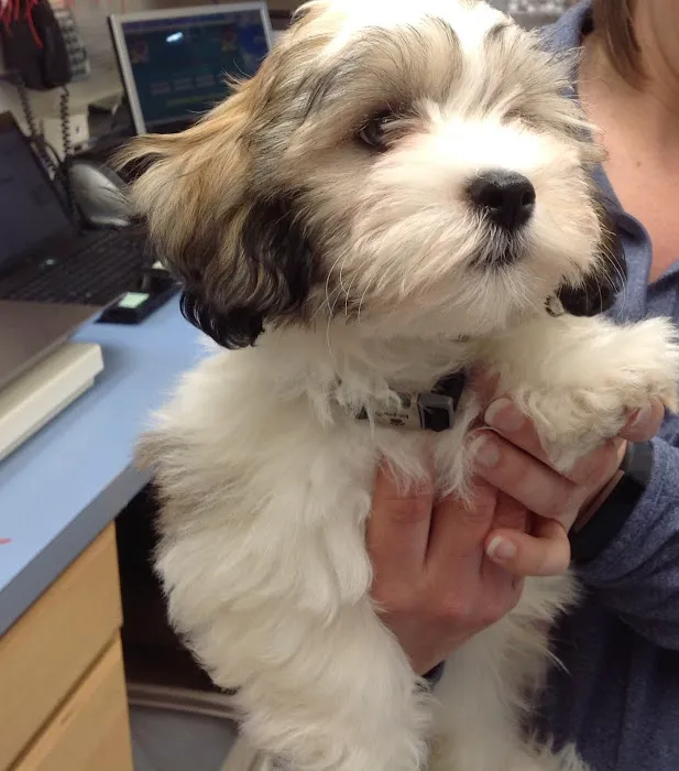 Paw Print Animal Hospital 12