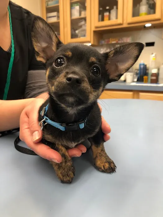 Paw Print Animal Hospital 12