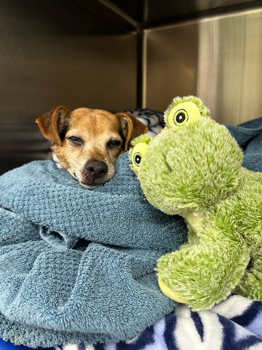 PetVet365 Pet Hospital Cincinnati/Anderson 9