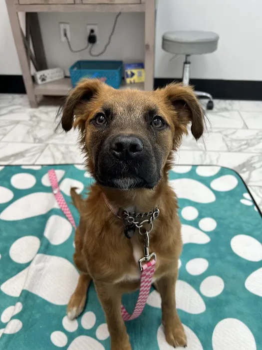 PetVet365 Pet Hospital Cincinnati/Anderson 8