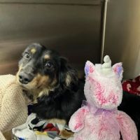 PetVet365 Pet Hospital Cincinnati/Anderson ico