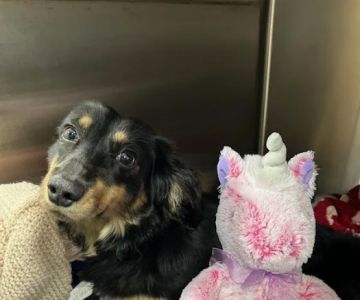 PetVet365 Pet Hospital Cincinnati/Anderson