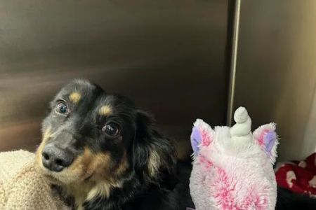 PetVet365 Pet Hospital Cincinnati/Anderson
