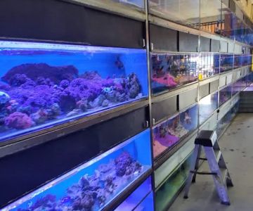 Hong Kong Tropical Fish