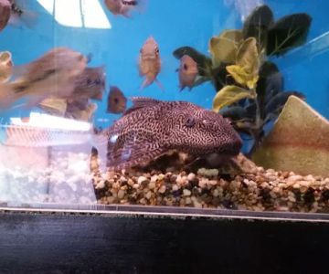 Strictly Fish