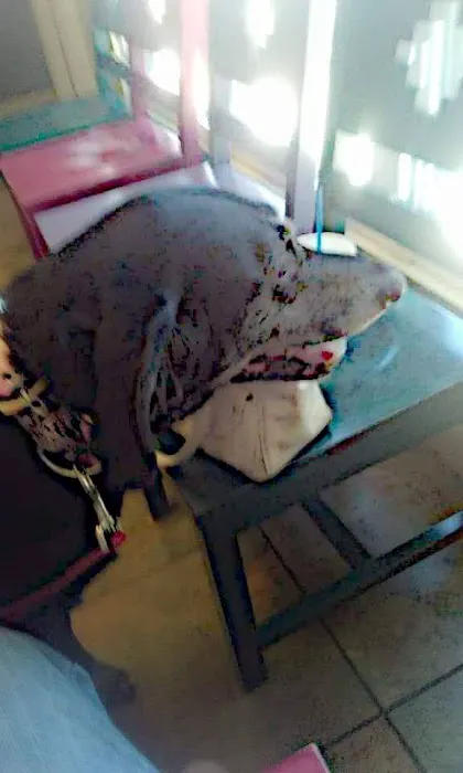 Park Plaza Animal Hospital 12