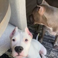 Clermont Animal Hospital Inc. ico