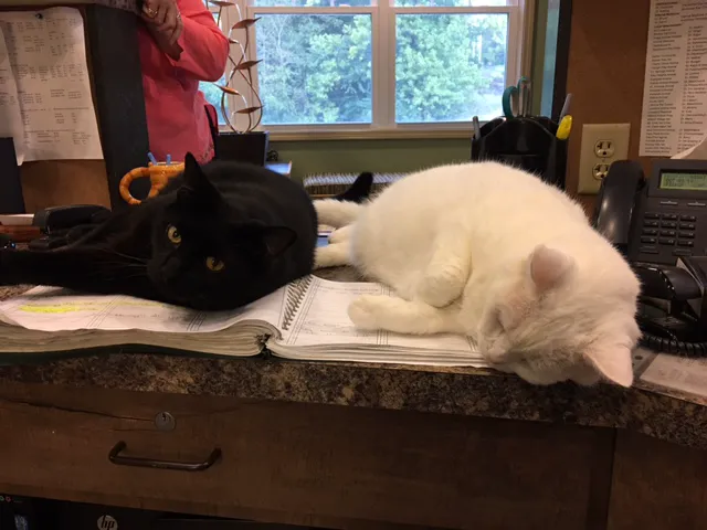 Clermont Animal Hospital Inc. 12