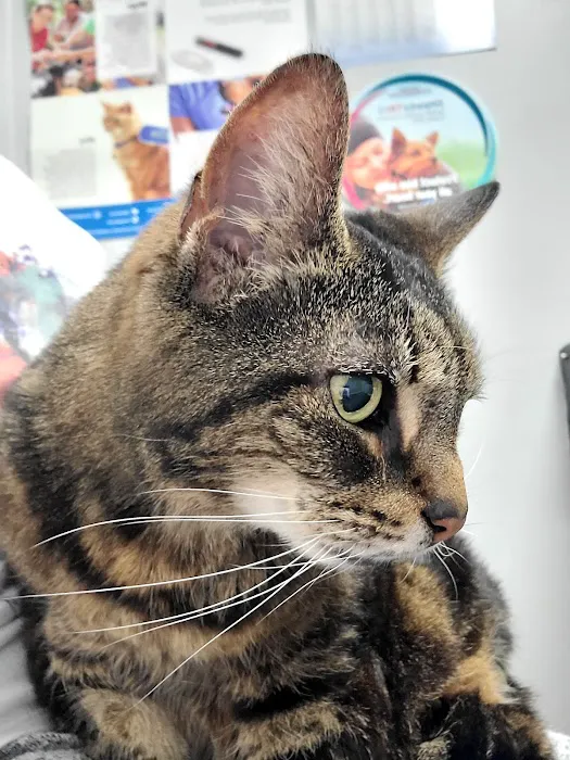 Withamsville Animal Hospital 12