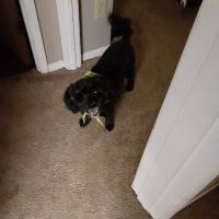 Withamsville Animal Hospital ico