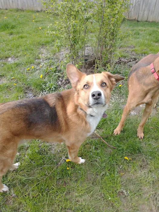 Withamsville Animal Hospital 12