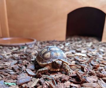 Kendog's Reptile Shop