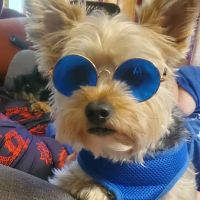 Country Side Veterinary Clinic ico