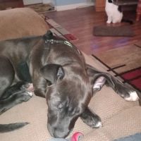 Greenwood Veterinary Clinic ico