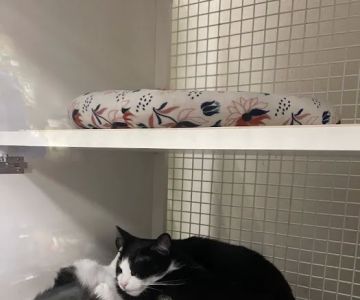 Petco