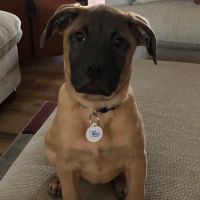 Fox Ridge Veterinary Service ico