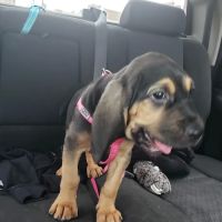 Fairchild Animal Hospital ico