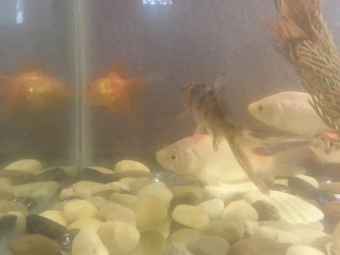 Tom's Tropical Fish 1