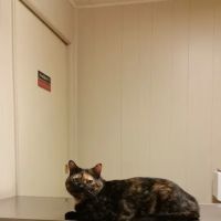East Lake Hospital for Animals, Ltd. ico