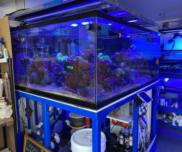 562 Corals