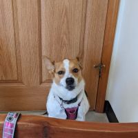 Kentland Veterinary Clinic ico
