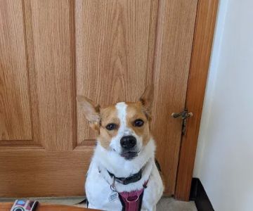 Kentland Veterinary Clinic