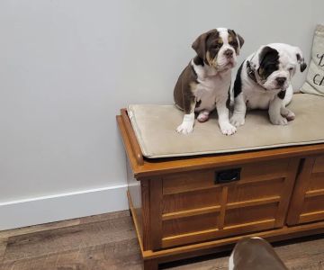 Heartland Veterinary Services