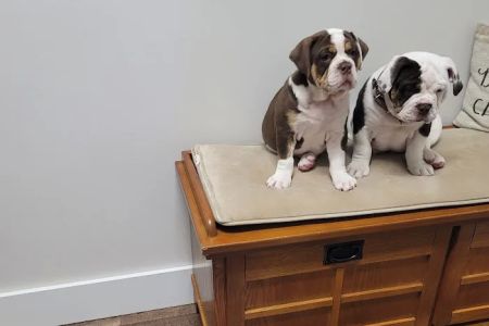 Heartland Veterinary Services