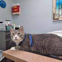 Oak Grove Veterinary Clinic ico