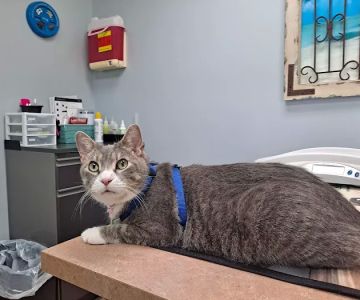Oak Grove Veterinary Clinic