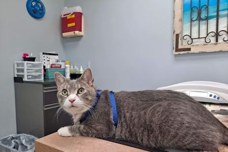 Oak Grove Veterinary Clinic