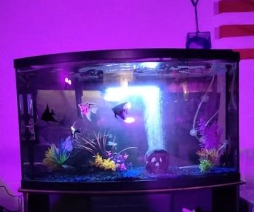 Hacienda Aquatics