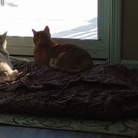 Animal Medical Center of Gilman ico