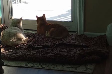 Animal Medical Center of Gilman