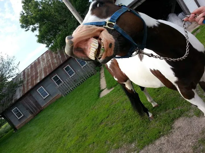 Lodi Veterinary Care 12