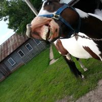 Lodi Veterinary Care ico