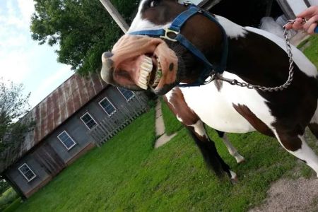 Lodi Veterinary Care