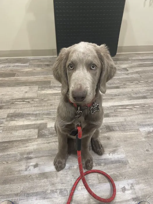 Middleton Veterinary Hospital 12