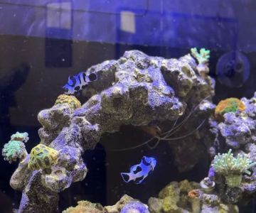Joker Corals